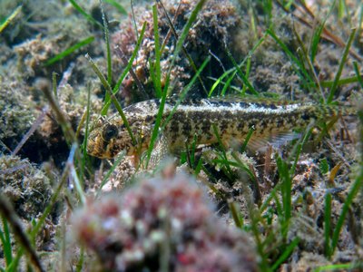 Grass goby