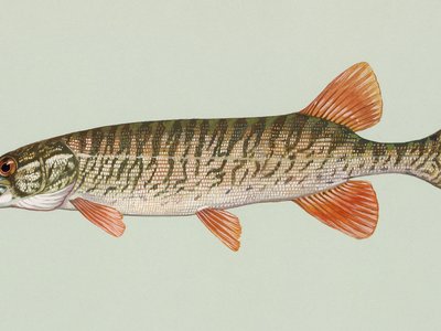 Grass Pickerel