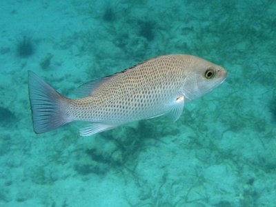 Gray Snapper