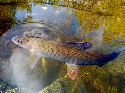 Grayling