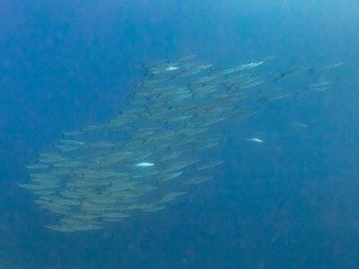 Great Barracuda