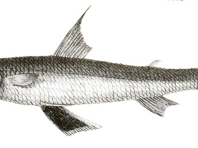 Greater Lizardfish