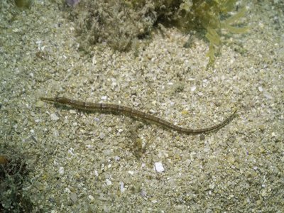 Greater Pipefish