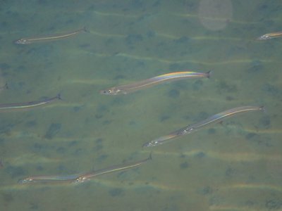 Greater Sand Eel