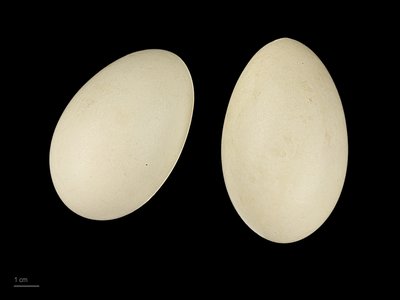 Greater Scaup
