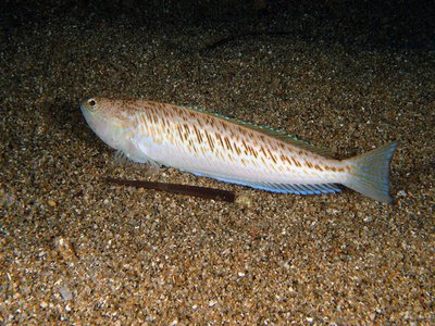 Greater Weever