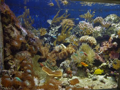 Green Anemonefish