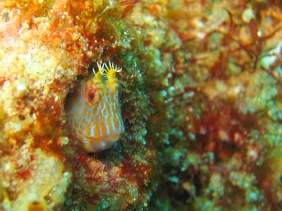 Green Blenny