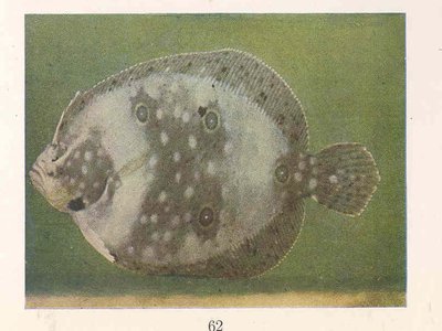 Green Flounder