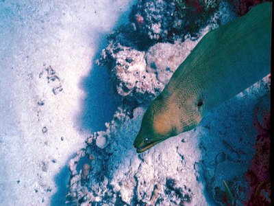 Green Garden Eel