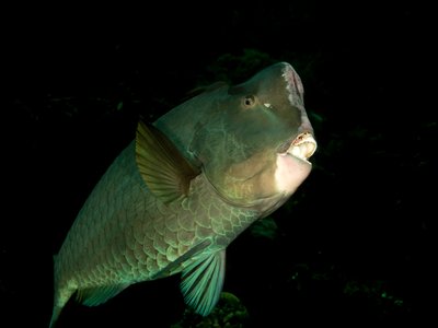 Green Humphead Parrotfish