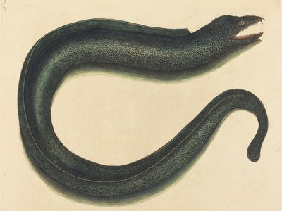 Green Muraena