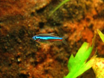Green Neon Tetra