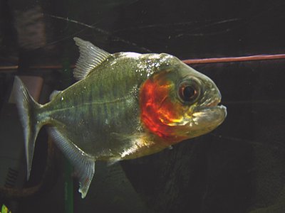 Green Piranha