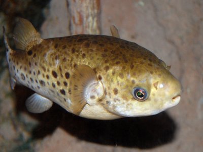 Green Pufferfish