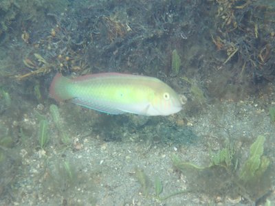 Green Razorfish