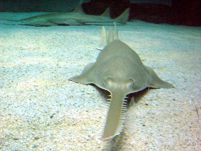 Green Sawfish