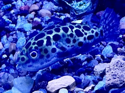Green Spotted Puffer