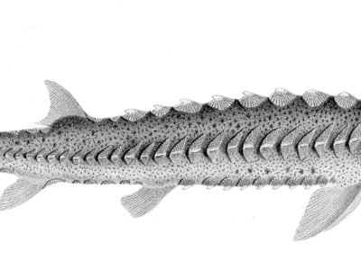 Green Sturgeon