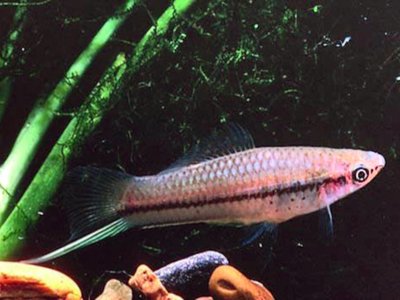 Green Swordtail