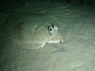 Greenback Flounder