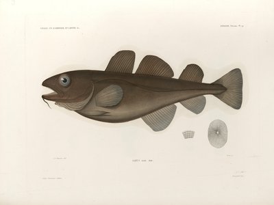 Greenland Cod