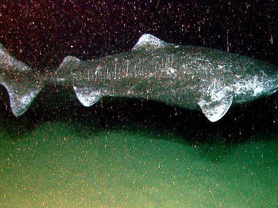 Greenland Shark