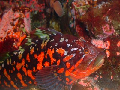 Greenling
