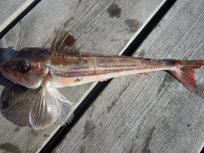 Grey Gurnard