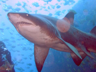 Grey Nurse Shark