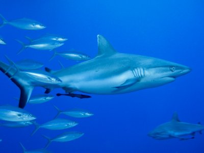 Grey Reef Shark