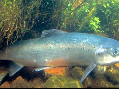 Grilse