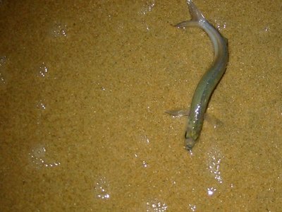 Grunion