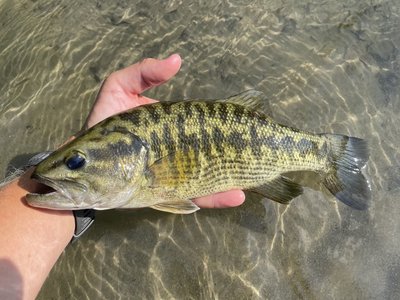 Guadalupe Bass