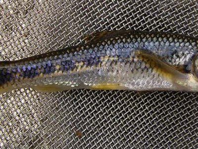 Gudgeon