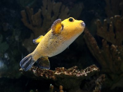 Guinea Fowl Puffer