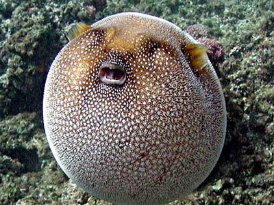 Guineafowl Puffer