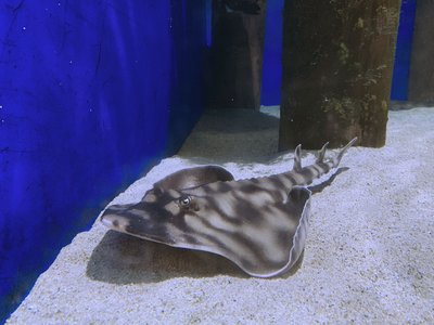 Guitarfish