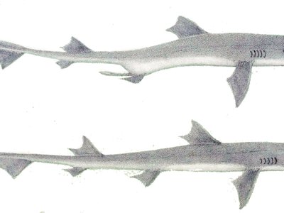Gummy Shark