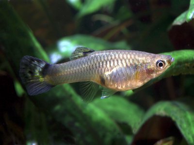 Guppy