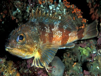 Gurnard Perch