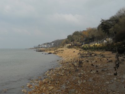 Gurnard