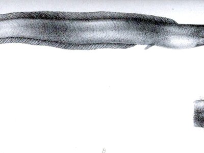 Gymnallabes typus