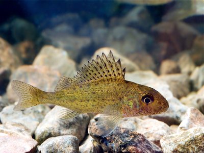 Gymnocephalus