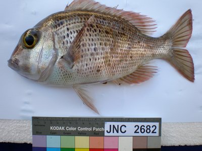 Gymnocranius