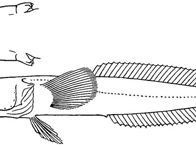 Gymnodraco