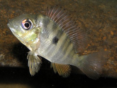 Gymnogeophagus balzanii
