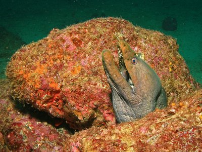 Gymnothorax Castaneus