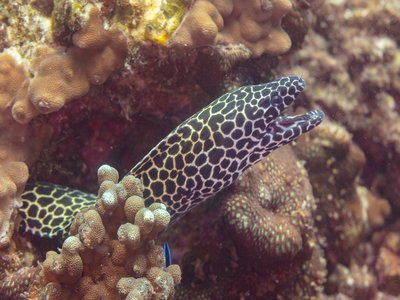 Gymnothorax Favagineus