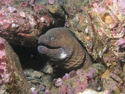 Gymnothorax mordax